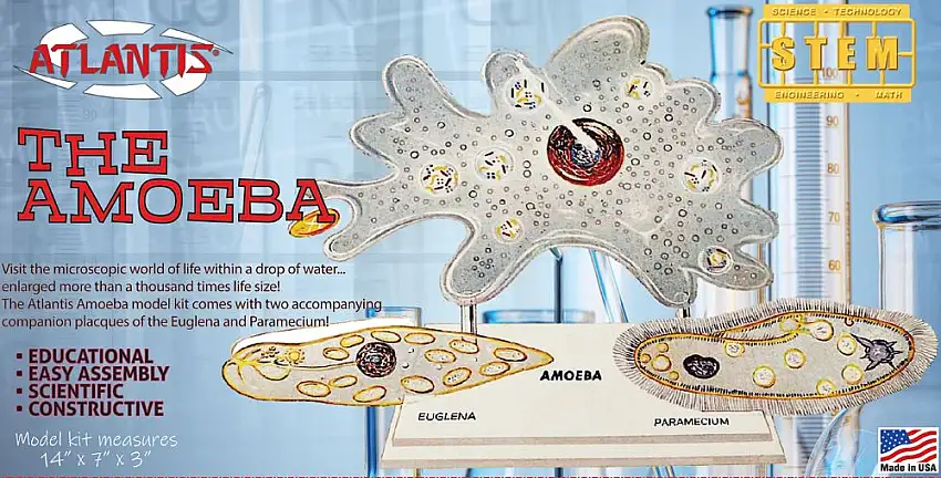 Atlantis Models 3800 Amoeba Single Cell STEM Model Kit (formerly Lindberg) (D)