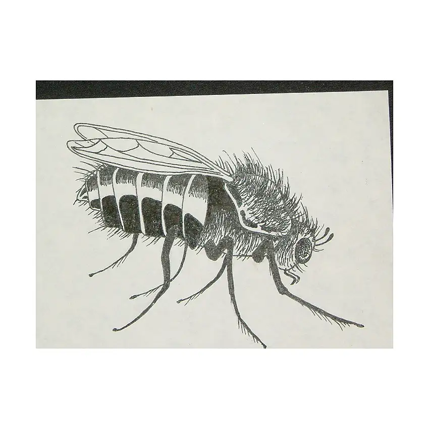 A7 - Black Fly - 4" x 3" Original Ink
