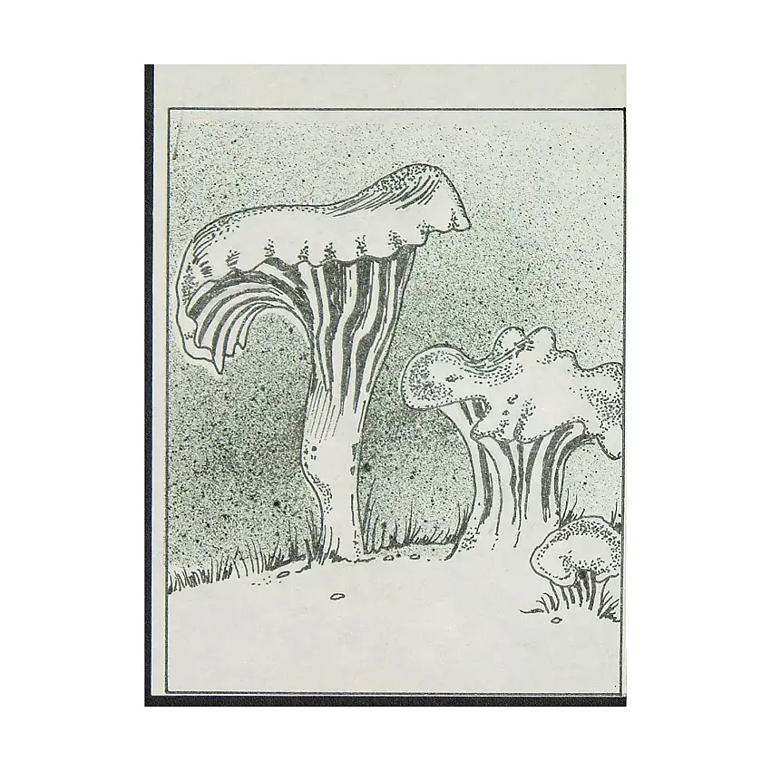 A13 - Red Chanterelles - 3.5" x 4" Original Ink